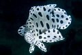  barramundi cod  